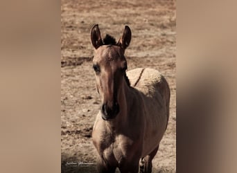 Lusitanos, Semental, Potro (04/2025), 160 cm, Bayo