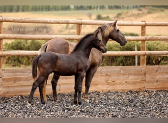 Lusitanos Mestizo, Semental, Potro (03/2026), 160 cm, Negro