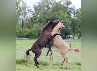 Lusitanos, Semental, Potro (03/2025), 160 cm, Red Dun/Cervuno