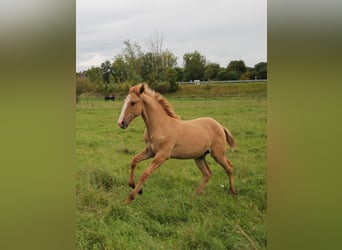 Lusitanos, Semental, Potro (03/2025), 160 cm, Red Dun/Cervuno