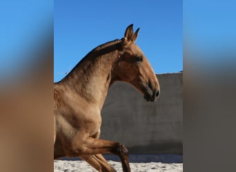 Lusitanos, Semental, Potro (03/2024), 163 cm, Buckskin/Bayo