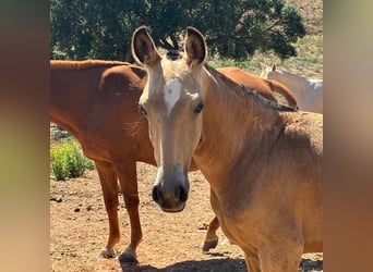 Lusitanos, Semental, Potro (03/2025), 163 cm, Buckskin/Bayo