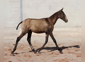 Lusitanos, Semental, Potro (04/2025), 164 cm, Buckskin/Bayo