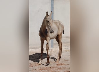 Lusitanos, Semental, Potro (04/2025), 164 cm, Buckskin/Bayo