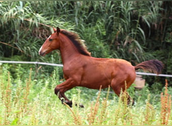 Lusitanos, Semental, Potro (03/2026), 164 cm, Castaño