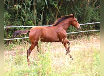 Lusitanos, Semental, Potro (03/2026), 164 cm, Castaño