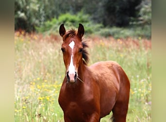 Lusitanos, Semental, Potro (03/2026), 164 cm, Castaño