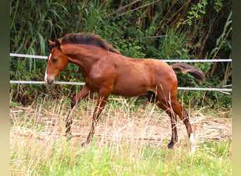 Lusitanos, Semental, Potro (03/2026), 164 cm, Castaño