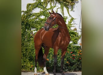 Lusitanos, Semental, Potro (04/2026), 165 cm, Castaño