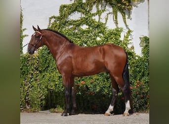 Lusitanos, Semental, , 165 cm, Castaño