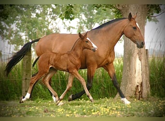 Lusitanos, Semental, , 165 cm, Castaño