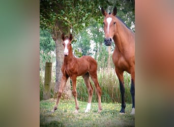 Lusitanos, Semental, , 165 cm, Castaño