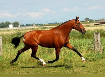 Lusitanos, Semental, , 165 cm, Castaño