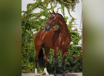 Lusitanos, Semental, , 165 cm, Castaño
