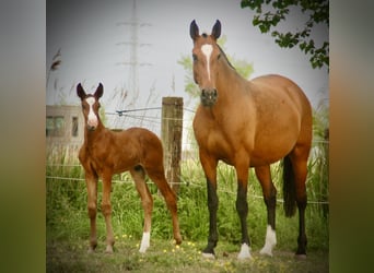 Lusitanos, Semental, , 165 cm, Castaño