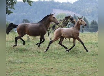 Lusitanos, Semental, Potro (04/2026), 166 cm, Buckskin/Bayo