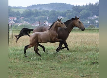 Lusitanos, Semental, Potro (04/2026), 166 cm, Buckskin/Bayo