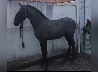 Lusitanos, Semental, Potro (07/2026), 170 cm, Tordo