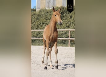 Lusitanos, Semental, Potro (01/2026), Buckskin/Bayo