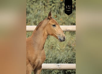 Lusitanos, Semental, Potro (01/2026), Buckskin/Bayo
