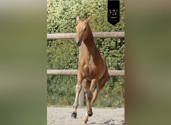 Lusitanos, Semental, Potro (01/2026), Buckskin/Bayo