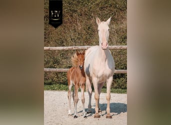 Lusitanos, Semental, Potro (01/2026), Buckskin/Bayo