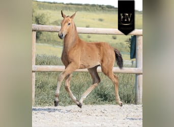 Lusitanos, Semental, Potro (01/2026), Buckskin/Bayo