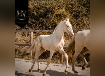 Lusitanos, Semental, Potro (05/2025), Cremello
