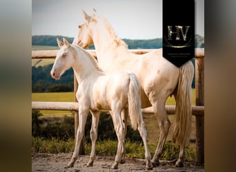 Lusitanos, Semental, Potro (05/2025), Cremello