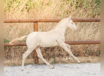 Lusitanos, Semental, Potro (04/2026), Perlino