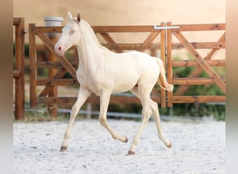 Lusitanos, Semental, Potro (04/2026), Perlino