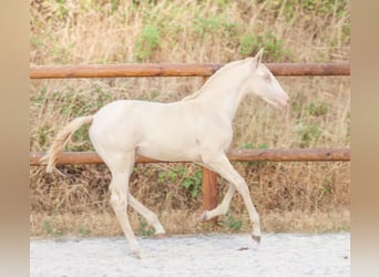 Lusitanos, Semental, Potro (04/2026), Perlino