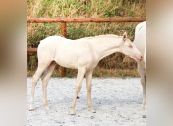 Lusitanos, Semental, Potro (04/2026), Perlino