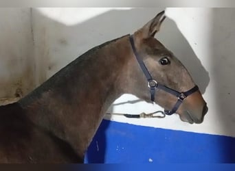 Lusitanos, Semental, Potro (04/2025), Tordo