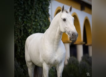 Lusitanos, Semental, 9 años, 162 cm, White/Blanco