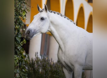 Lusitanos, Semental, 9 años, 162 cm, White/Blanco