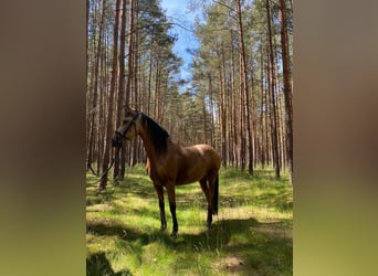 Lusitanos Mix, Stute, 10 Jahre, 148 cm, Falbe