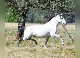 Lusitanos, Stute, 10 Jahre, 159 cm, Braunfalbschimmel