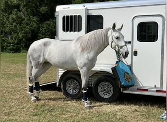 Lusitanos, Stute, 10 Jahre, 167 cm, Schimmel