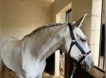 Lusitanos, Stute, 10 Jahre, 167 cm, Schimmel