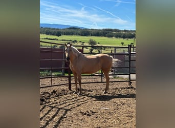 Lusitanos, Stute, 11 Jahre, 154 cm, Palomino
