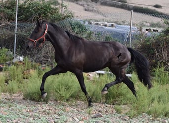 Lusitanos, Stute, 11 Jahre, 156 cm, Dunkelbrauner