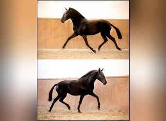 Lusitanos, Stute, 11 Jahre, 157 cm, Rappe