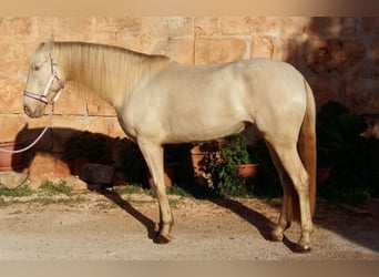 Lusitanos, Stute, 11 Jahre, 160 cm, Cremello