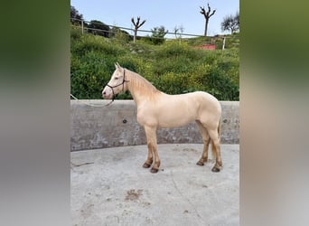 Lusitanos Mix, Stute, 11 Jahre, 164 cm, Cremello