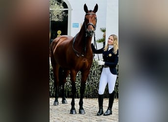 Lusitanos, Stute, 12 Jahre, 165 cm, Brauner