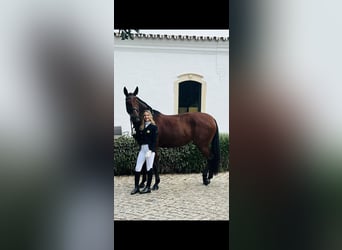 Lusitanos, Stute, 12 Jahre, 165 cm, Brauner