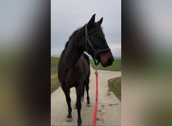 Lusitanos, Stute, 13 Jahre, 153 cm, Schwarzbrauner