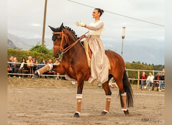 Lusitanos, Stute, 13 Jahre, 160 cm, Brauner