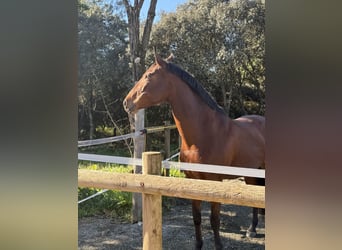 Lusitanos, Stute, 13 Jahre, 165 cm, Brauner